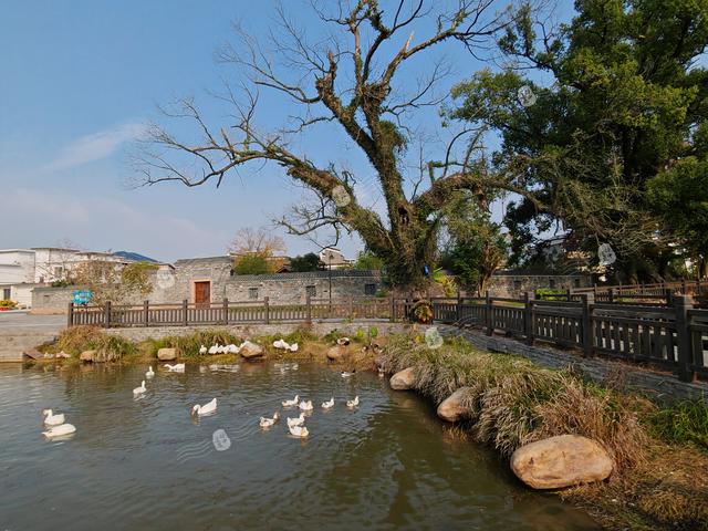 樟荫映丹心 黄埔铸英魂——熊雄故居观后感