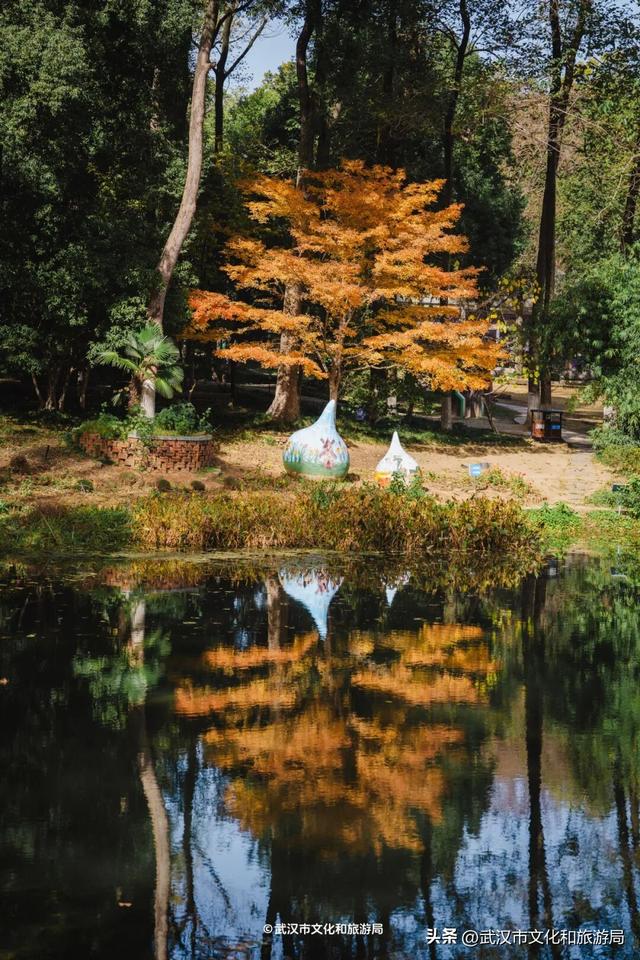 晴晴晴晴晴晴晴晴，东湖彩叶美出新高度！