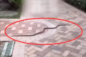 广州一小区内有蛇出没，长度超过1米！警惕→图片