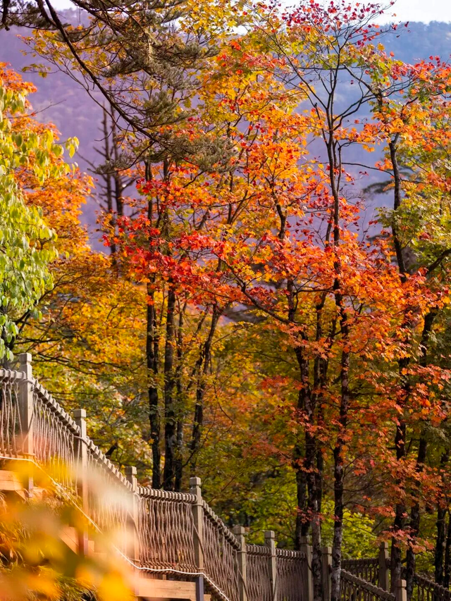 秋天还没过够？那就去乐山留住秋天！