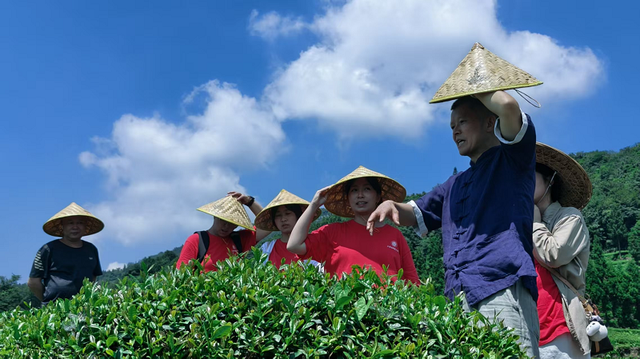 茶语悠悠连西部，雅安黄茶育劳心
