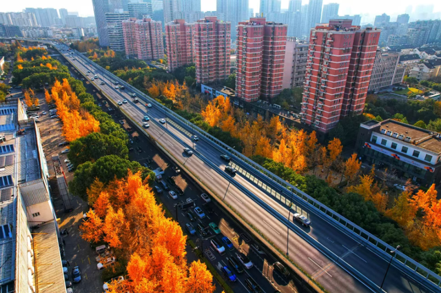 藏在杭州闹市的金色秘境！上塘高架边的银杏林 承包整个初冬的浪漫