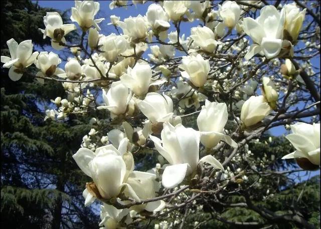 花开成海！这才是襄城春天的正确打开方式