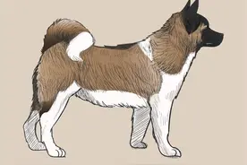 生肖猪和狗的属相合不合图片