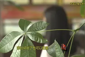 买了11套房后跑路, 骗子竟然这样骗取银行房贷图片