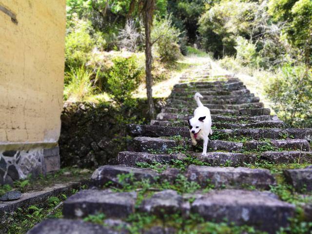 漳州南靖塔下废弃的私塾遗址（2018.3.23）