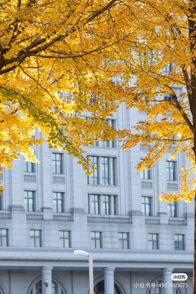 地铁直达！免费！成都20个绝美赏秋地，银杏水杉梧桐红枫限时上演！就在家门口！