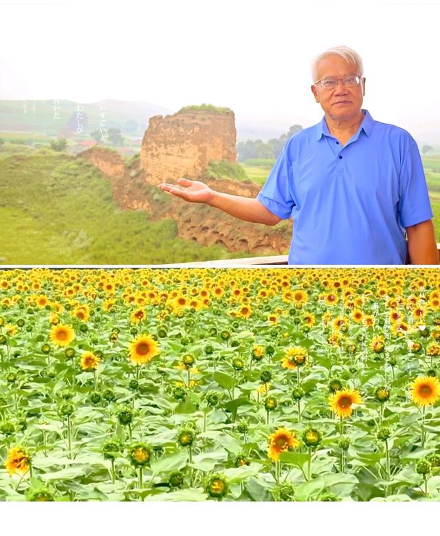 大同左云县：长城一号旅游公路沿线十万亩向日葵花海绽放