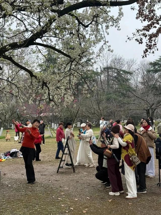 武汉青山公园58岁明星梨树盛放，满树繁花惊艳春日