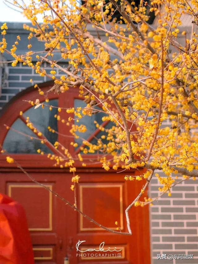 山东的第一波蜡梅开啦！快来邂逅这份冬日限定的浪漫