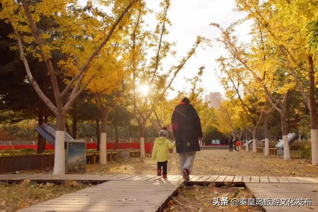 实拍！秦皇岛植物园“金色浪漫”已上线，氛围感拉满！