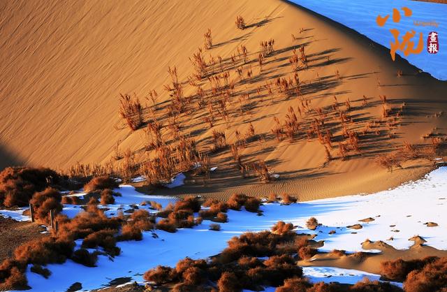 【小陇画报·468期】酒泉：金镶碧嵌的湿地画卷