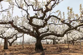 老人说“四树进宅门，祸事天上来”，指的是哪4种树，可别种错了图片