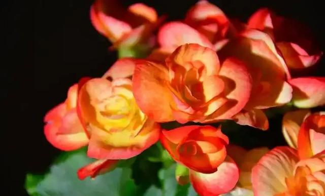 养花二十多年，吐槽好看难养、新手慎入的6大＂颜值杀手＂