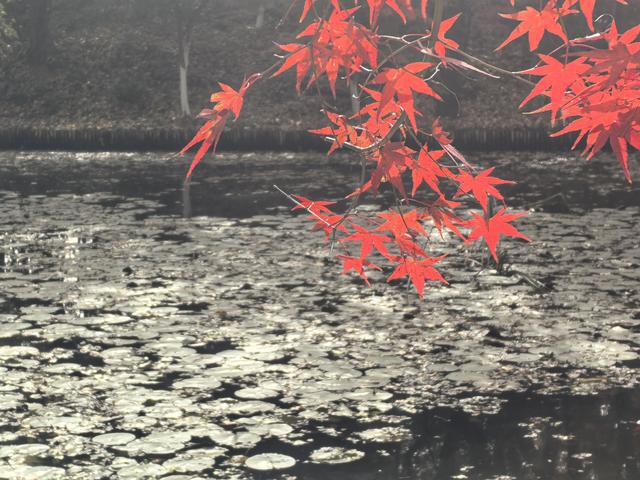 南京栖霞山一日徒步，游千年古刹，看漫山红叶