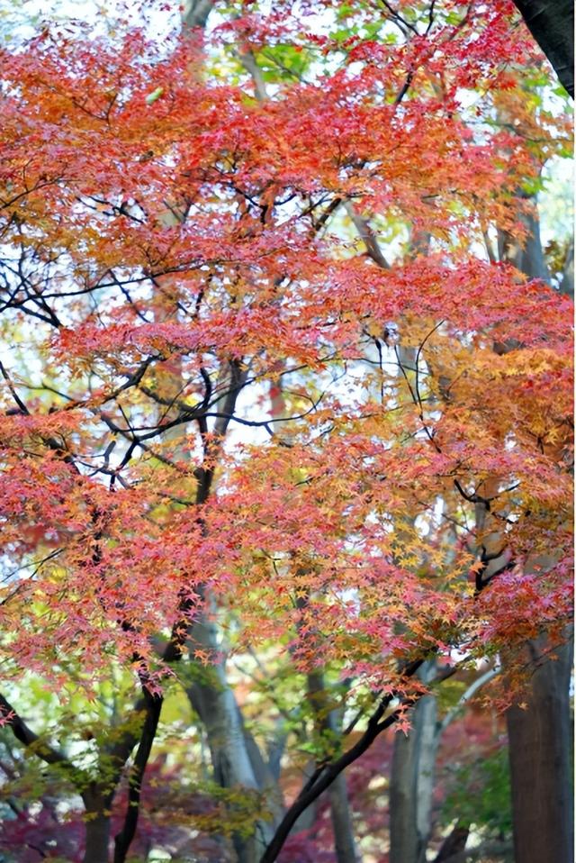 2025南京中山植物园红叶展进入最佳观赏期，百种枫叶绚烂迎客
