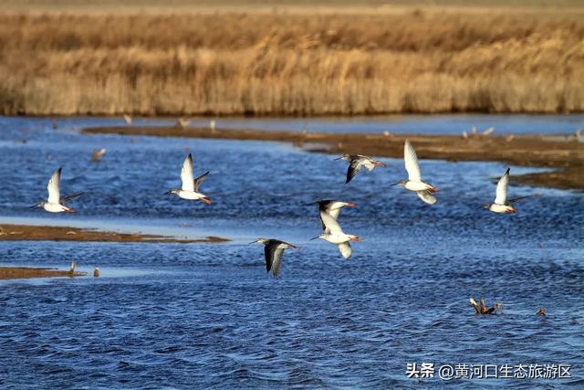 【黄河口生态旅游区】欢欢喜喜闹元宵 游玩指南来袭!
