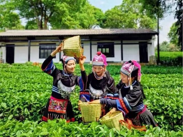 倒计时7天！解锁2025普洱茶咖博览会的N种宝藏玩法