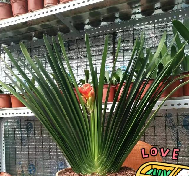 甘肃一大叔，养20年的君子兰长成“巨无霸”，网友：成王成精了！