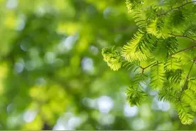 道家、佛教与基督教：多方面的差异剖析图片