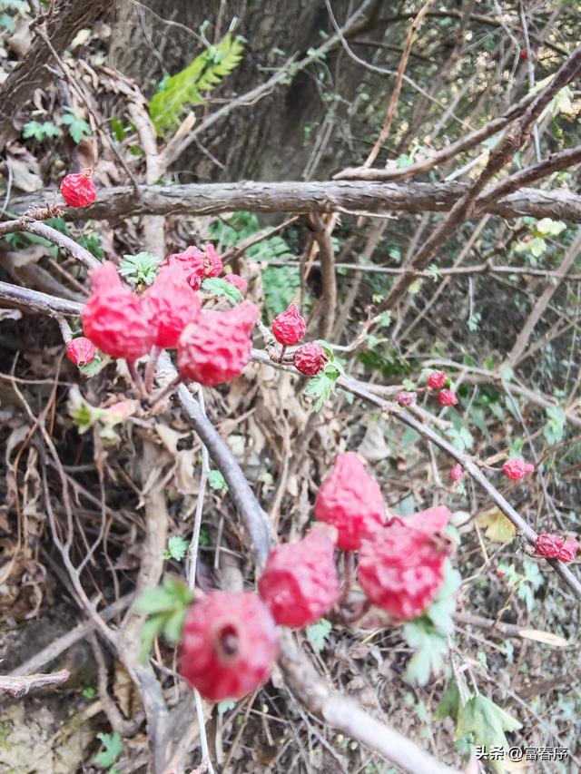 西安周边藏不住，浅山暖阳等你来晒！