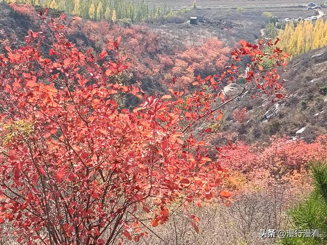 看红叶不怕晚，东焦村红叶正当时