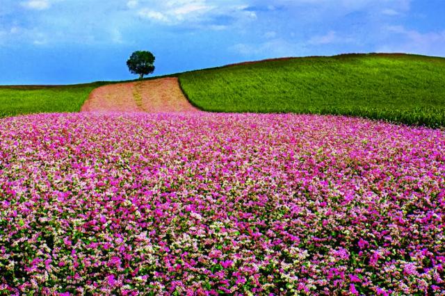 荞麦花开邀你来