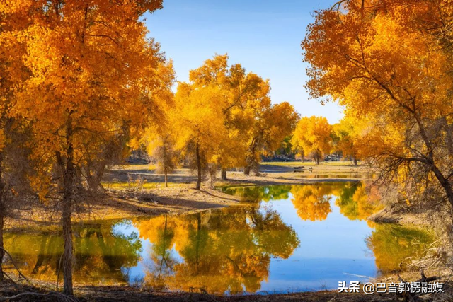 胡杨林的黄金时间来了，到巴州不只塔里木胡杨林公园，这些胡杨林，个个惊艳