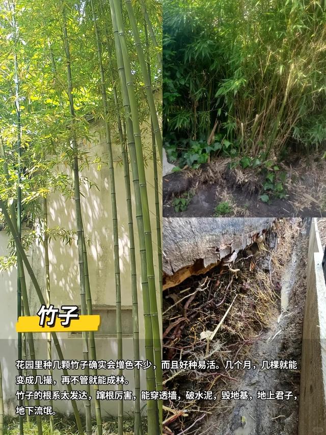 “富不富，院中树”树不是乱种的！院子种树记住三要四不要！