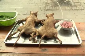 小猫14，大猫18，广东猫贩子每天贩猫，月入高达30万图片