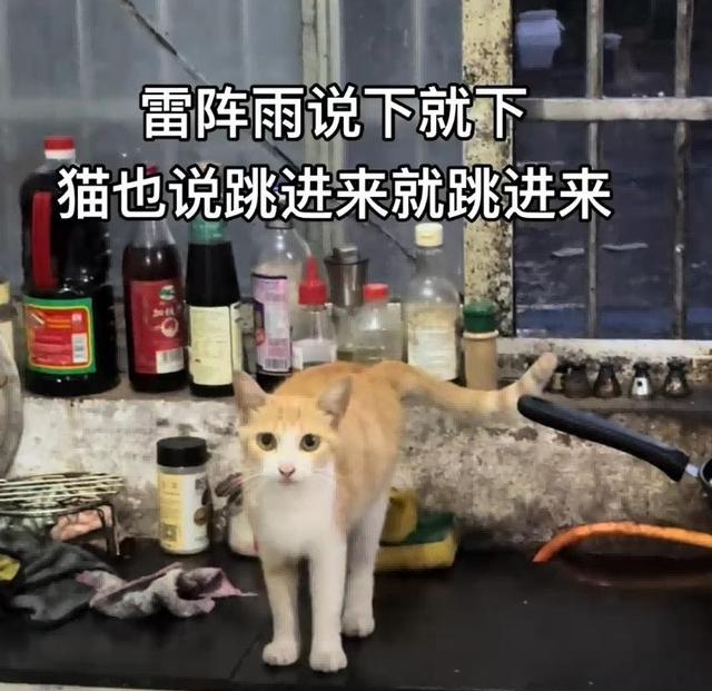 小姐姐家闯入一只巨大的白猫，她吓得转身就跑。有变异生物