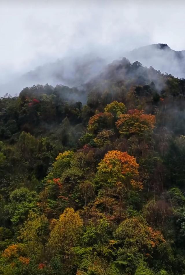 雾锁摩天岭：山与云的共生诗