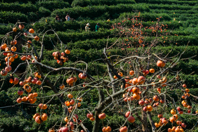 跟着文化游光山丨翁塆茶园：柿熟秋光里的千年雅韵