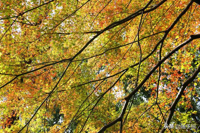 “枫”情万种，上海闵行红园枫叶色彩斑斓进入观赏季