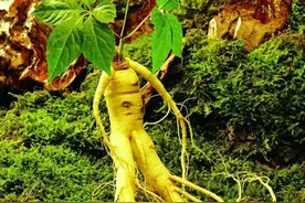 名字带有“参”字的28种植物，你认识几种图片