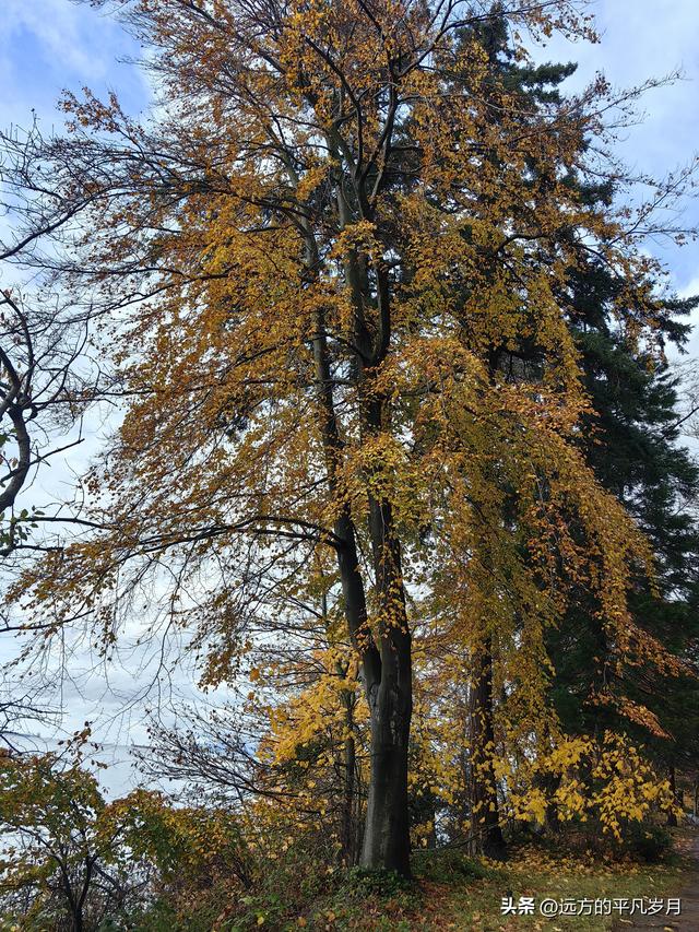 温哥华游记（六）