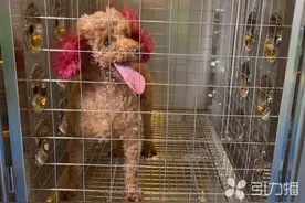 @苏州人 30块钱一次，狗狗自助“澡堂”来了图片