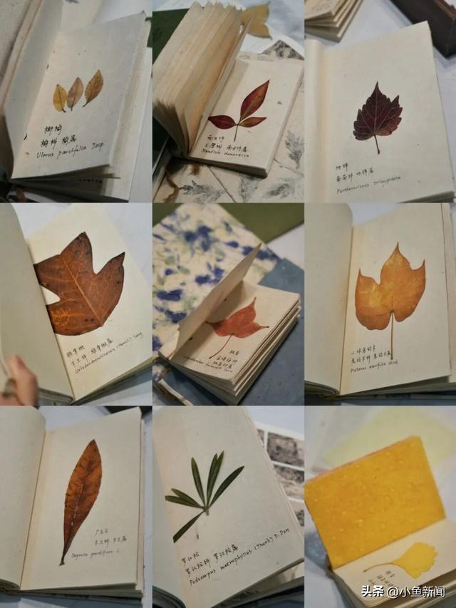 快来捡！苏州秋日“限量款”