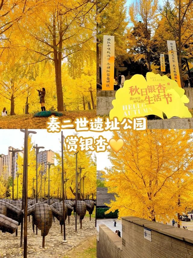 西安周末游丨这8个免费赏银杏叶好去处