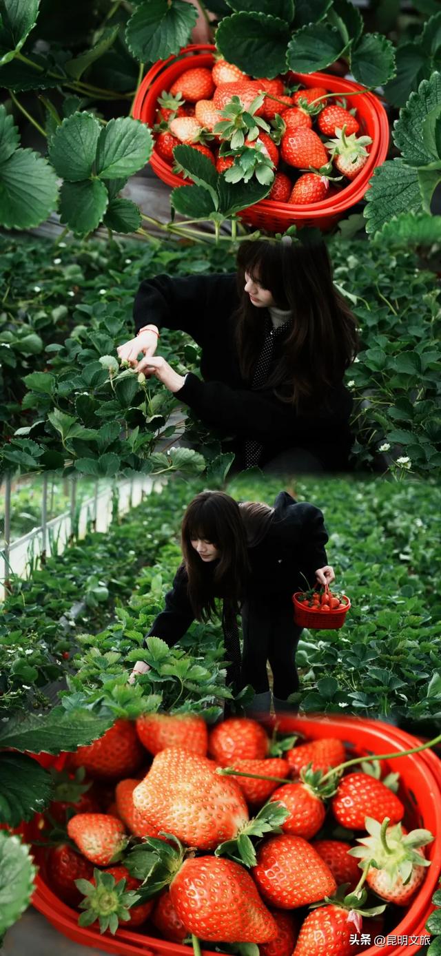 别再问昆明哪里能摘草莓了!收下这份采摘地图,直接抄作业→