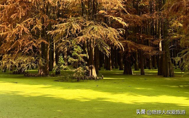 杭州“油画版景点”爆火，一天5万人次，可喂鹿，划船，走栈道！