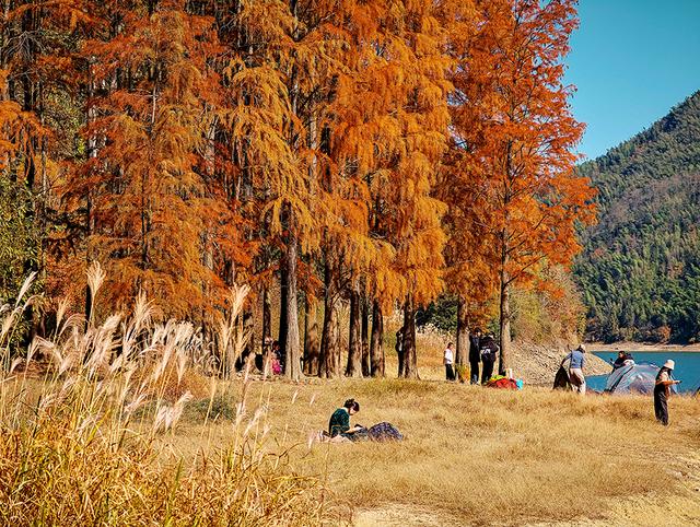 安徽黄山：茶儿垅水杉林进入最佳观赏期