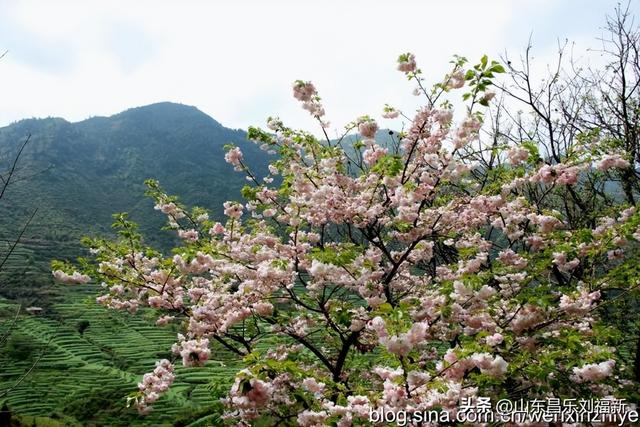 婺源篁岭旅游札记[三]（江西之旅第四十五篇）