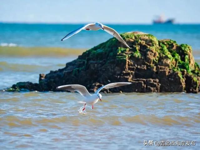 “鸥”耶！西海岸来了一批“老朋友”！