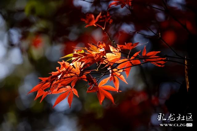 冬日里的红枫恋