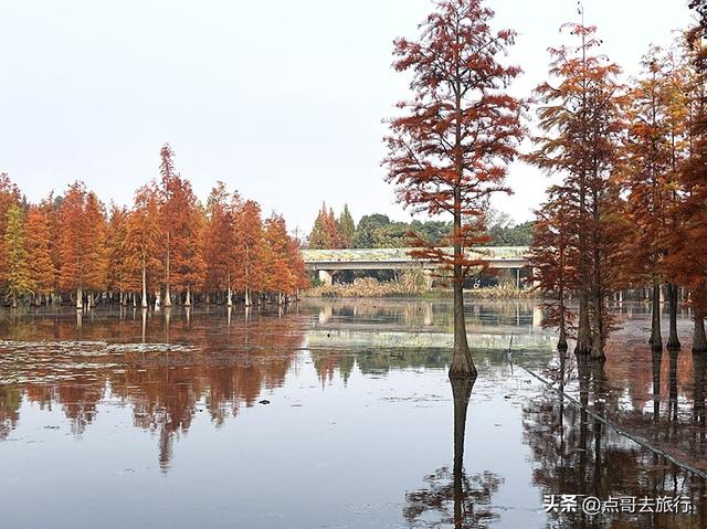 成都最美水杉红了，染红了湖面，不要门票，地铁公交直达！