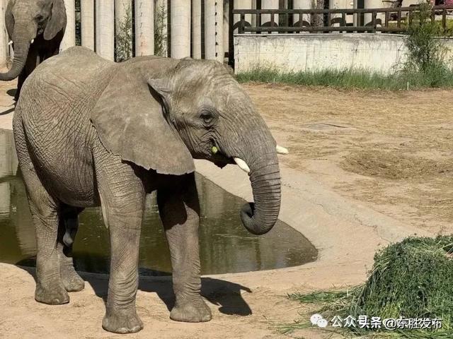 鄂尔多斯野生动物园13年了！邀您一起过生日！