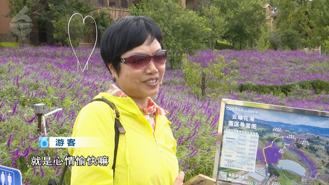 阳宗海云端花海绽放，满眼紫色好浪漫