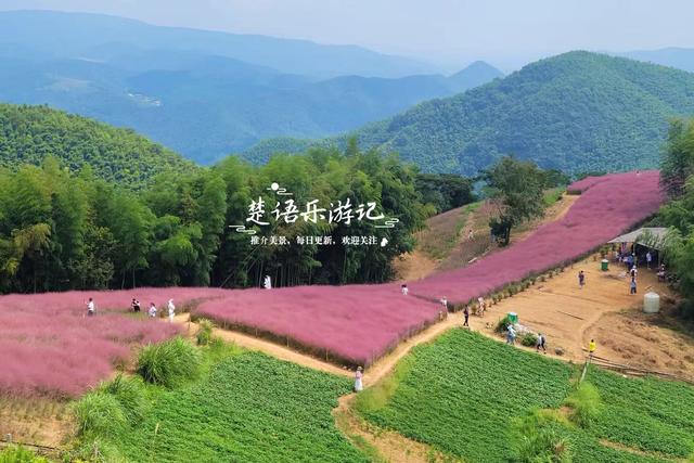 宁波鄞州最美的粉黛花海来了，被誉为初秋限定的粉色浪漫，非常赞