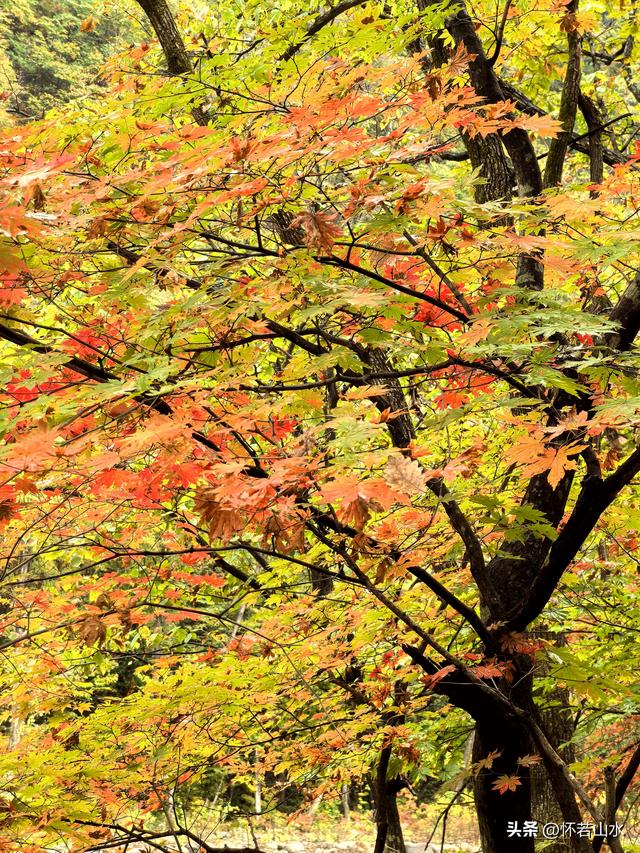 2025辽宁赏秋之旅日记(2)——游览丹东蒲石河森林公园